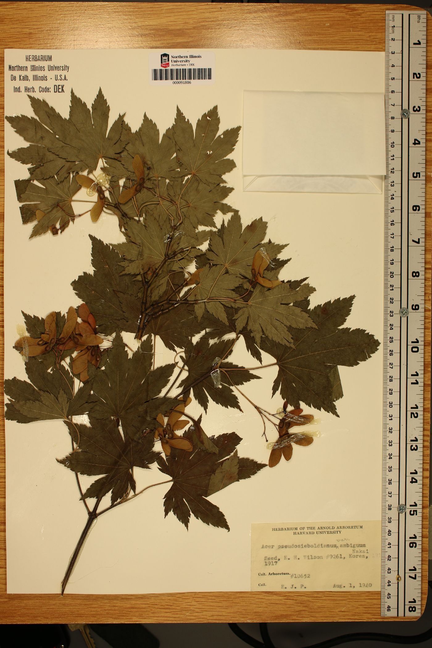 Acer pseudosieboldianum image