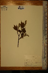 Acer pennsylvanicum image