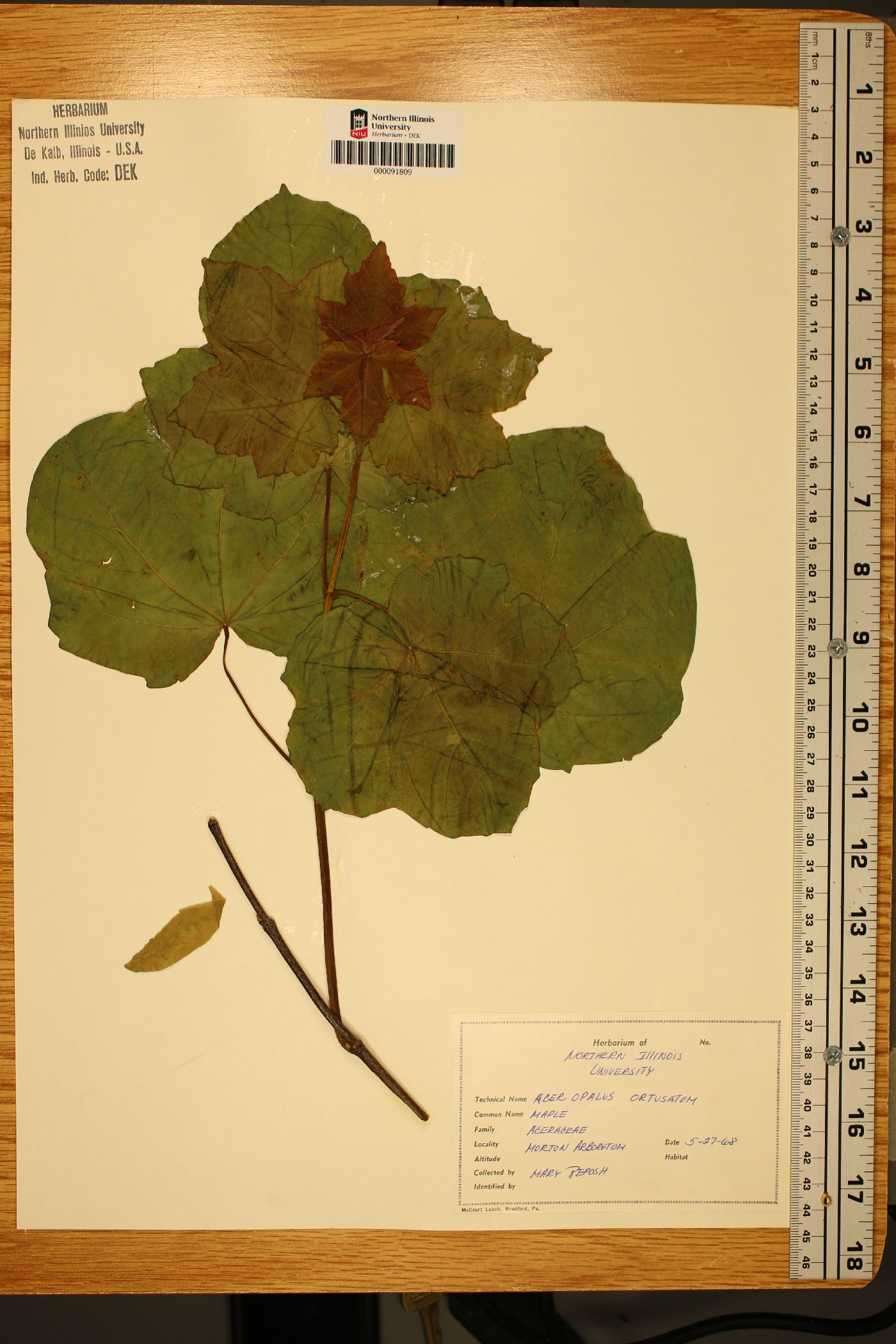 Acer opalus subsp. obtusatum image