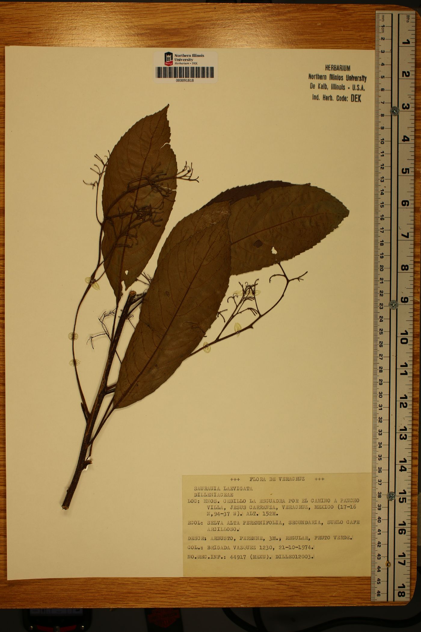 Saurauia laevigata image