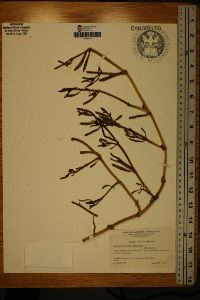 Sesuvium portulacastrum image