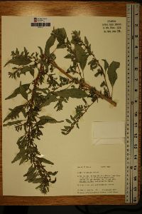 Amaranthus tuberculatus image