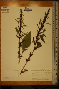 Amaranthus tuberculatus image