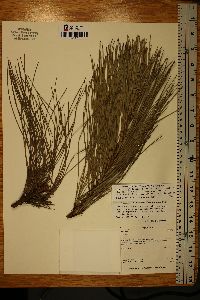 Pinus elliottii image