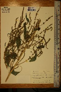 Amaranthus tuberculatus image