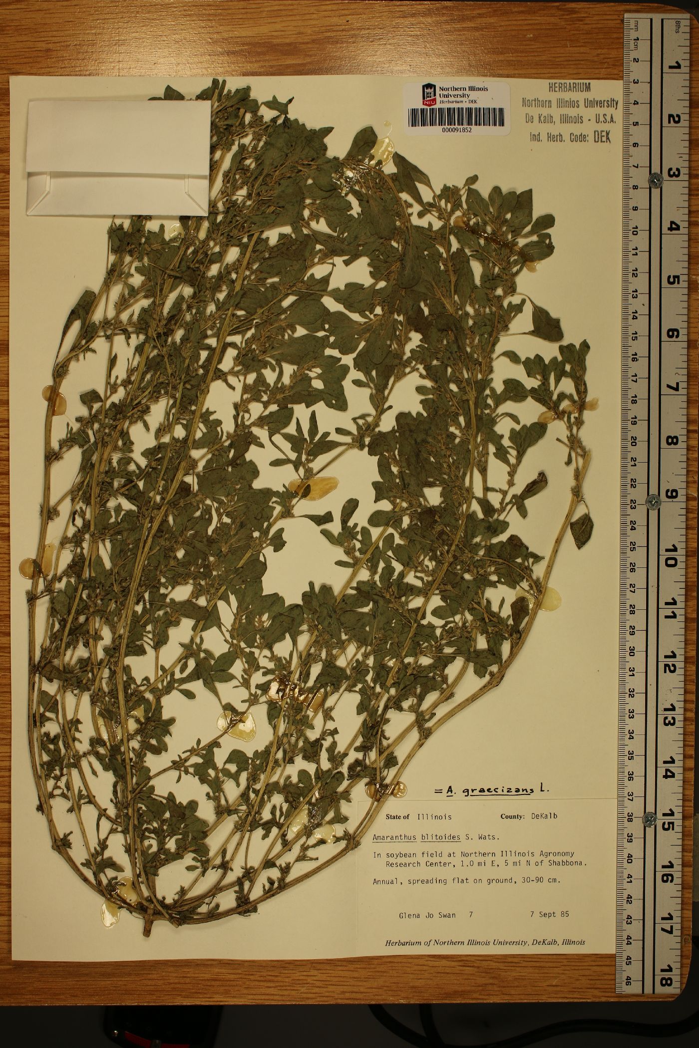 Amaranthus graecizans image