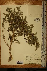 Amaranthus hybridus image