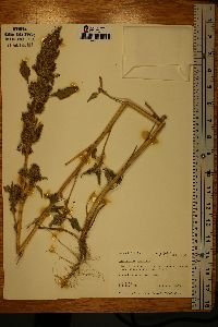 Amaranthus hybridus image