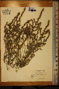 Atriplex littoralis image