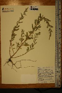 Atriplex cristata image