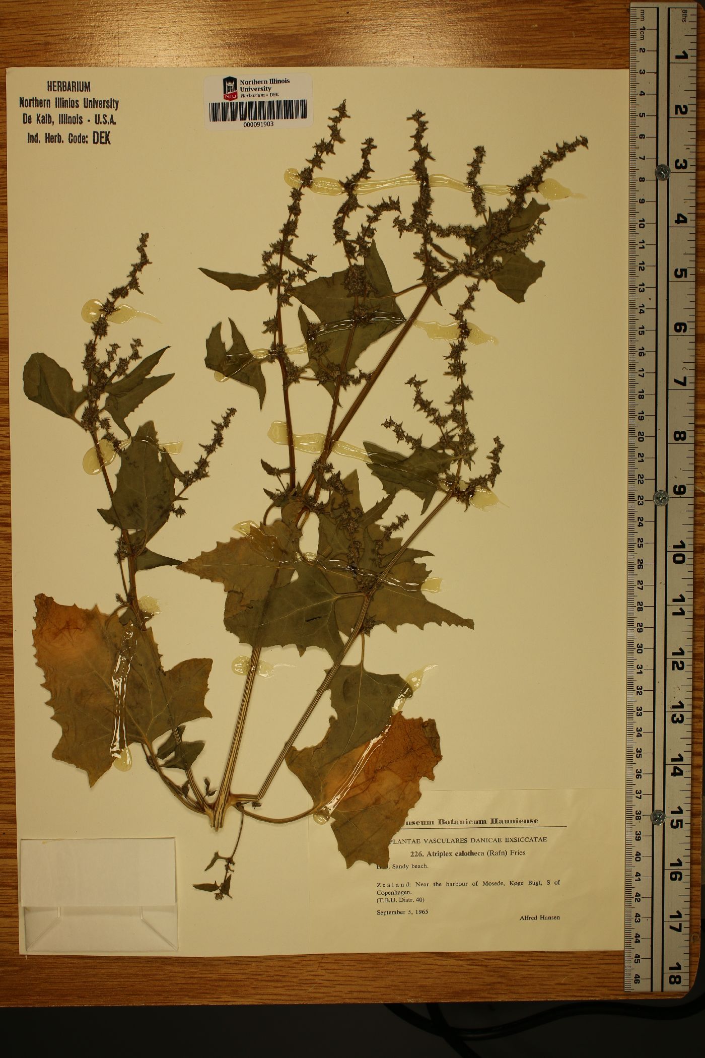 Atriplex prostrata subsp. calotheca image