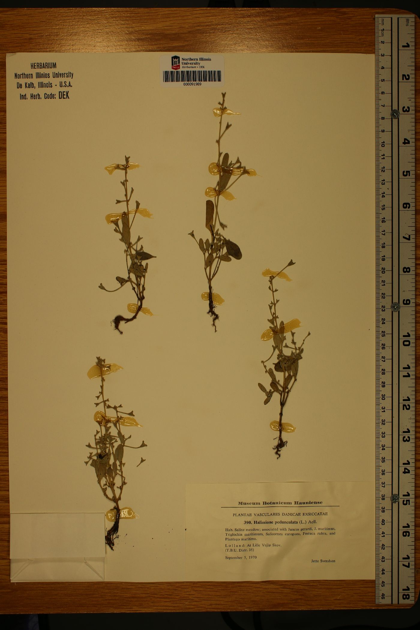 Atriplex pedunculata image