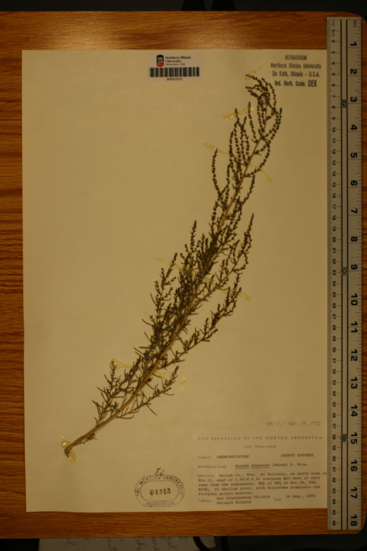 Suaeda prostrata image