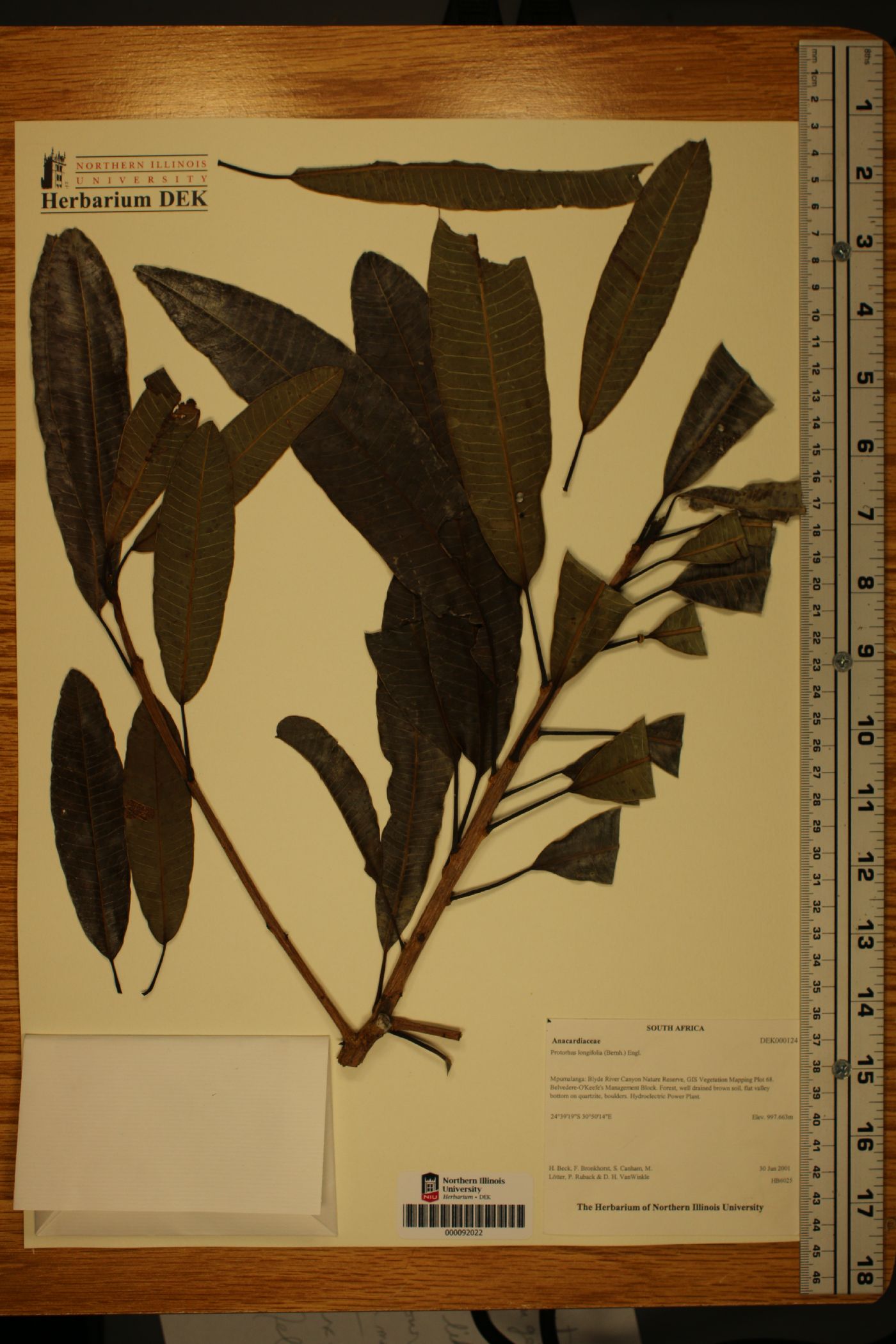 Protorhus longifolia image