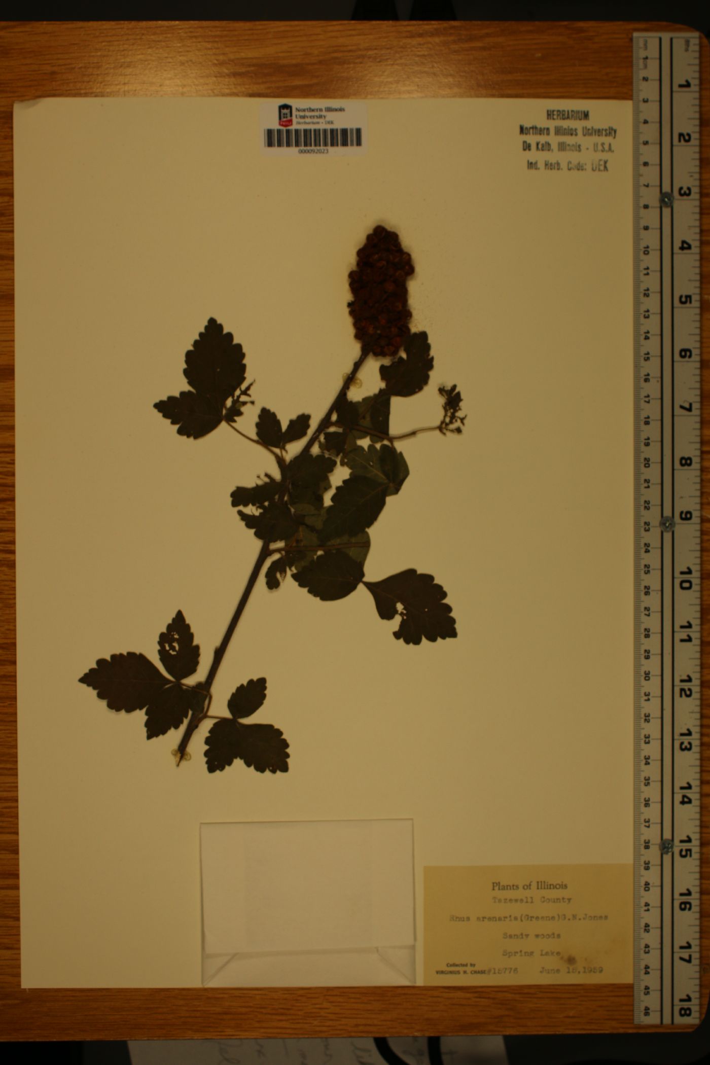 Rhus arenaria image