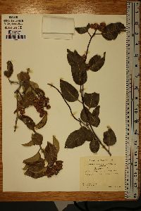 Rhus ovata image