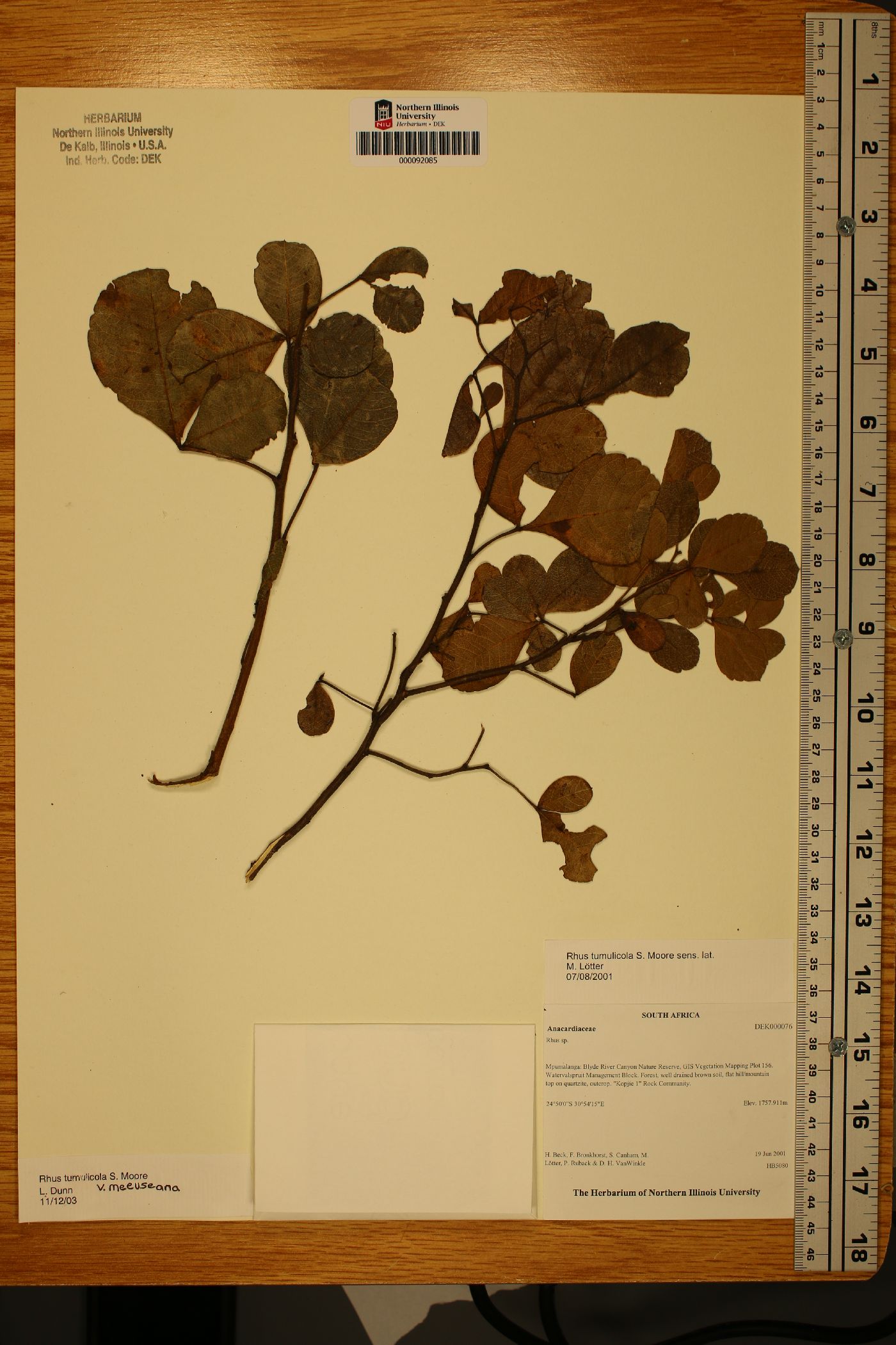 Searsia tumulicola var. meeuseana image