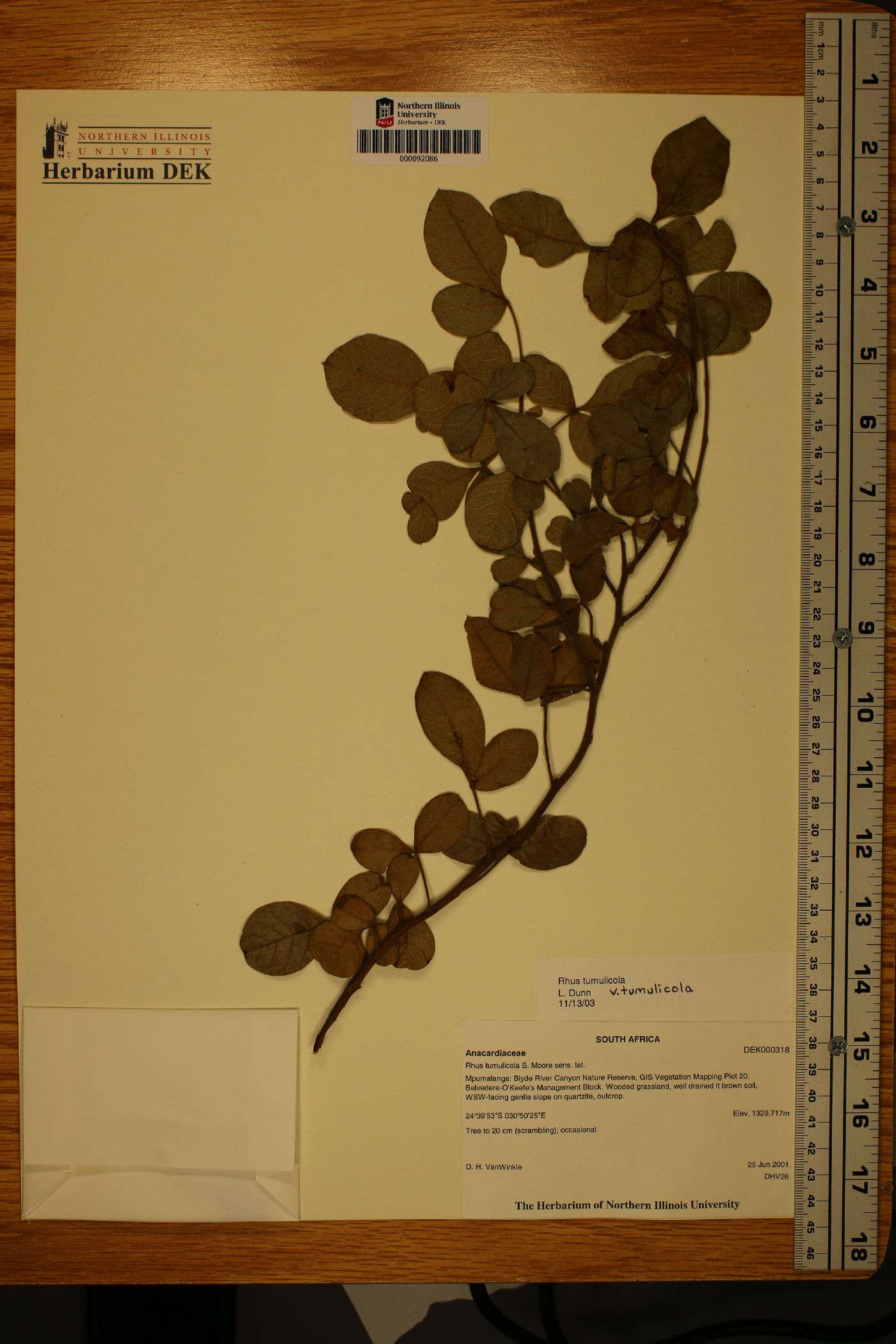 Searsia tumulicola image