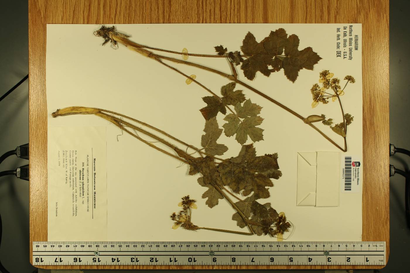 Heracleum sibiricum image