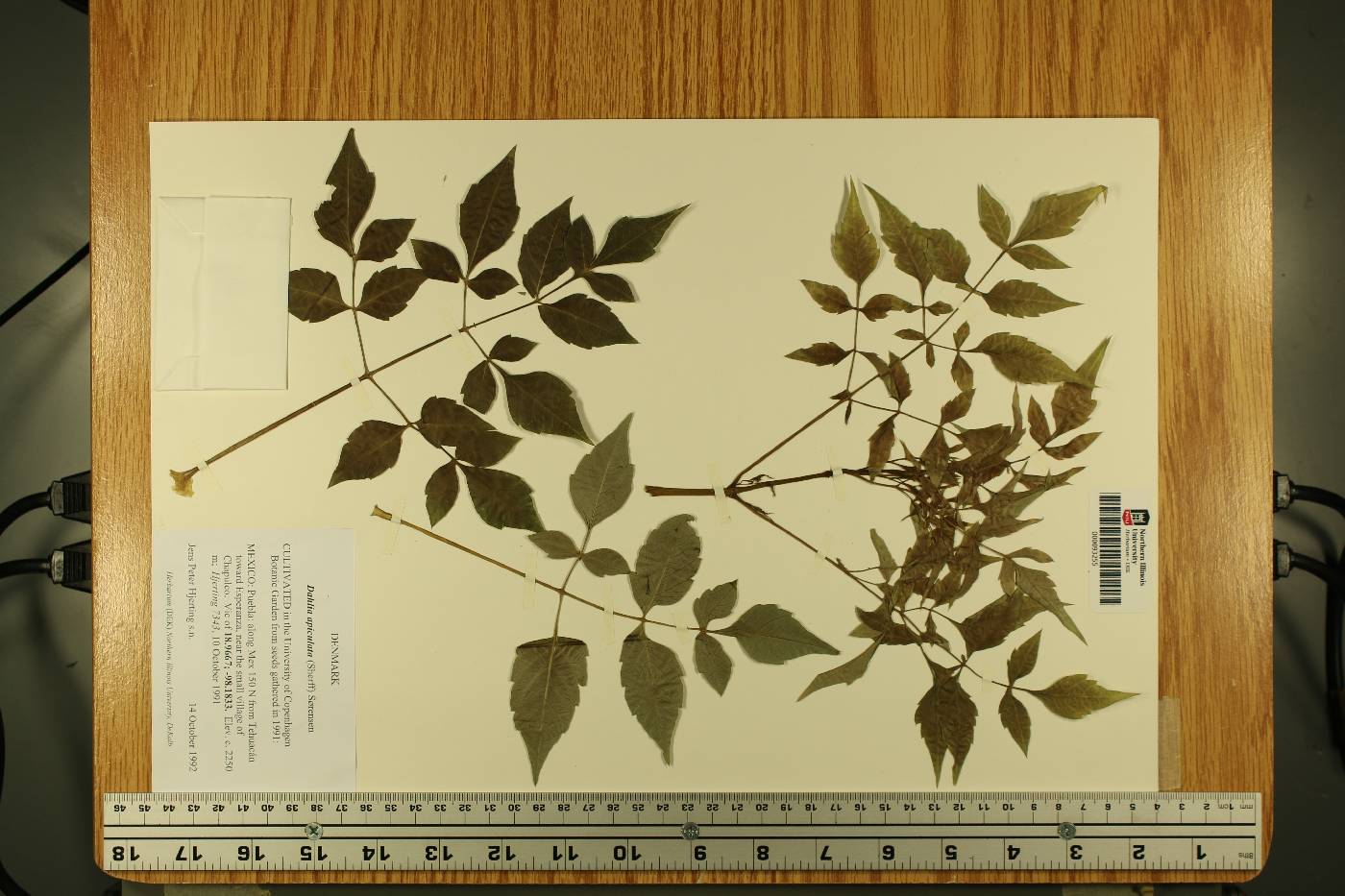 Dahlia apiculata image