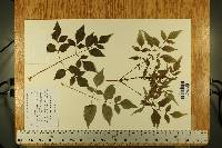 Dahlia apiculata image