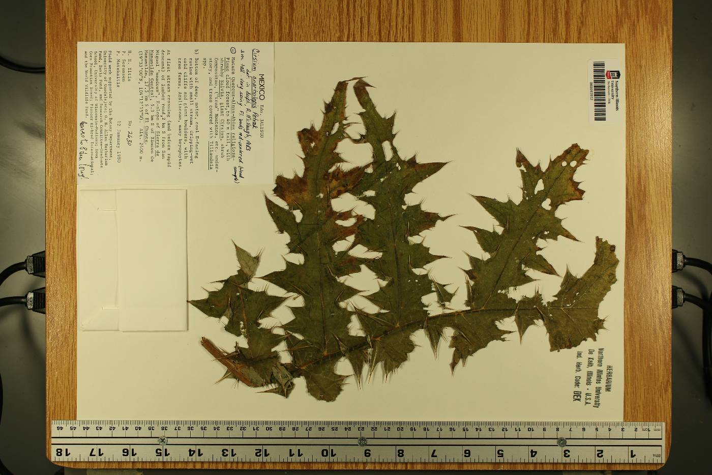 Cirsium anartiolepis image
