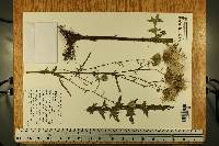 Cirsium nuttallii image
