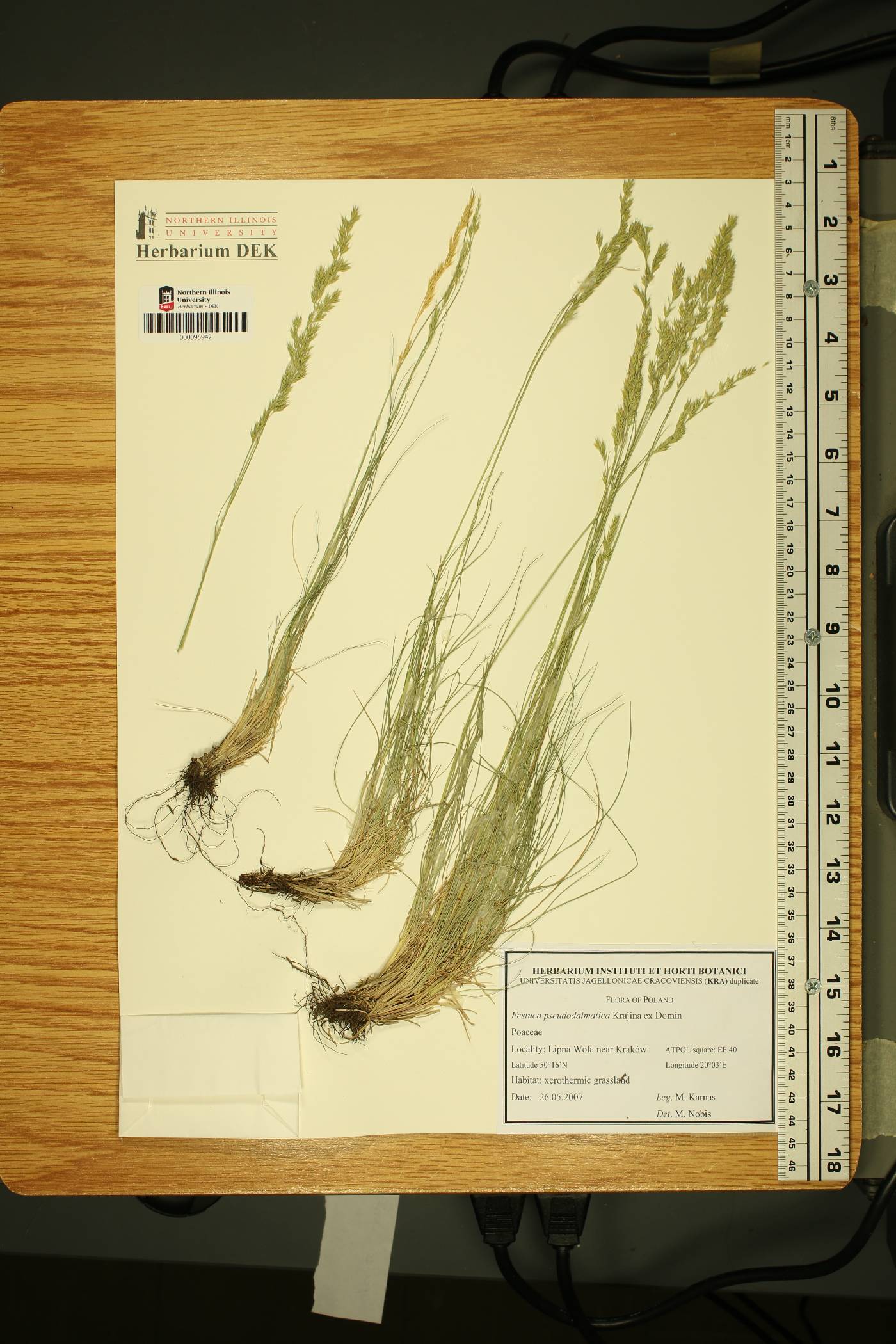 Festuca pseudodalmatica image