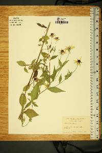 Rudbeckia triloba image