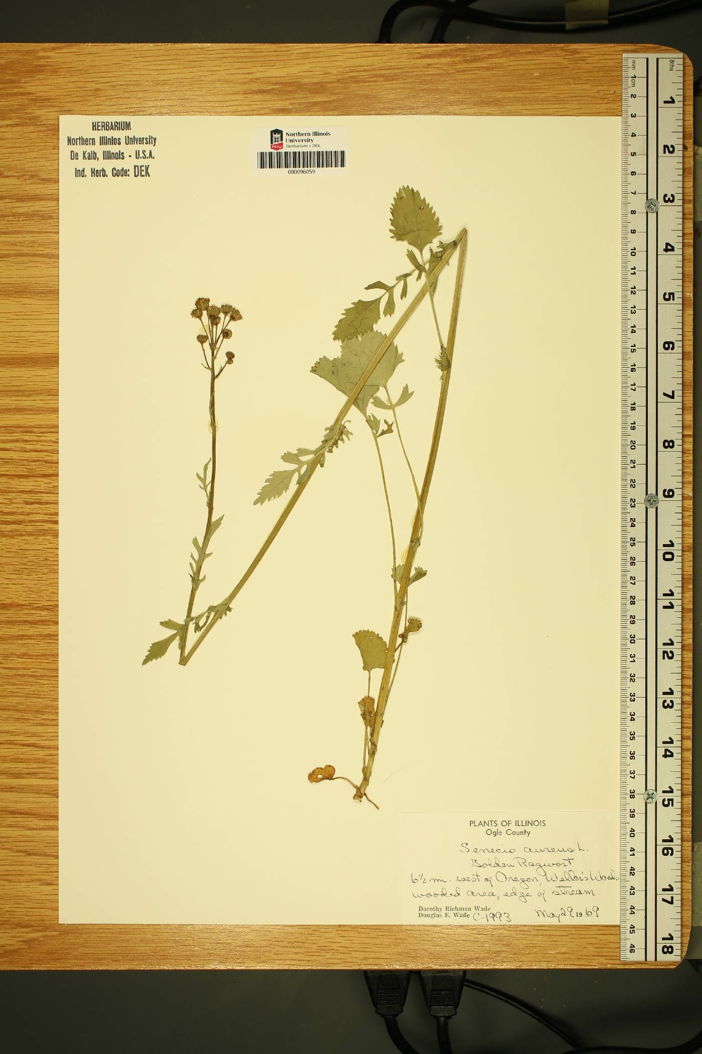 Senecio aurellus image