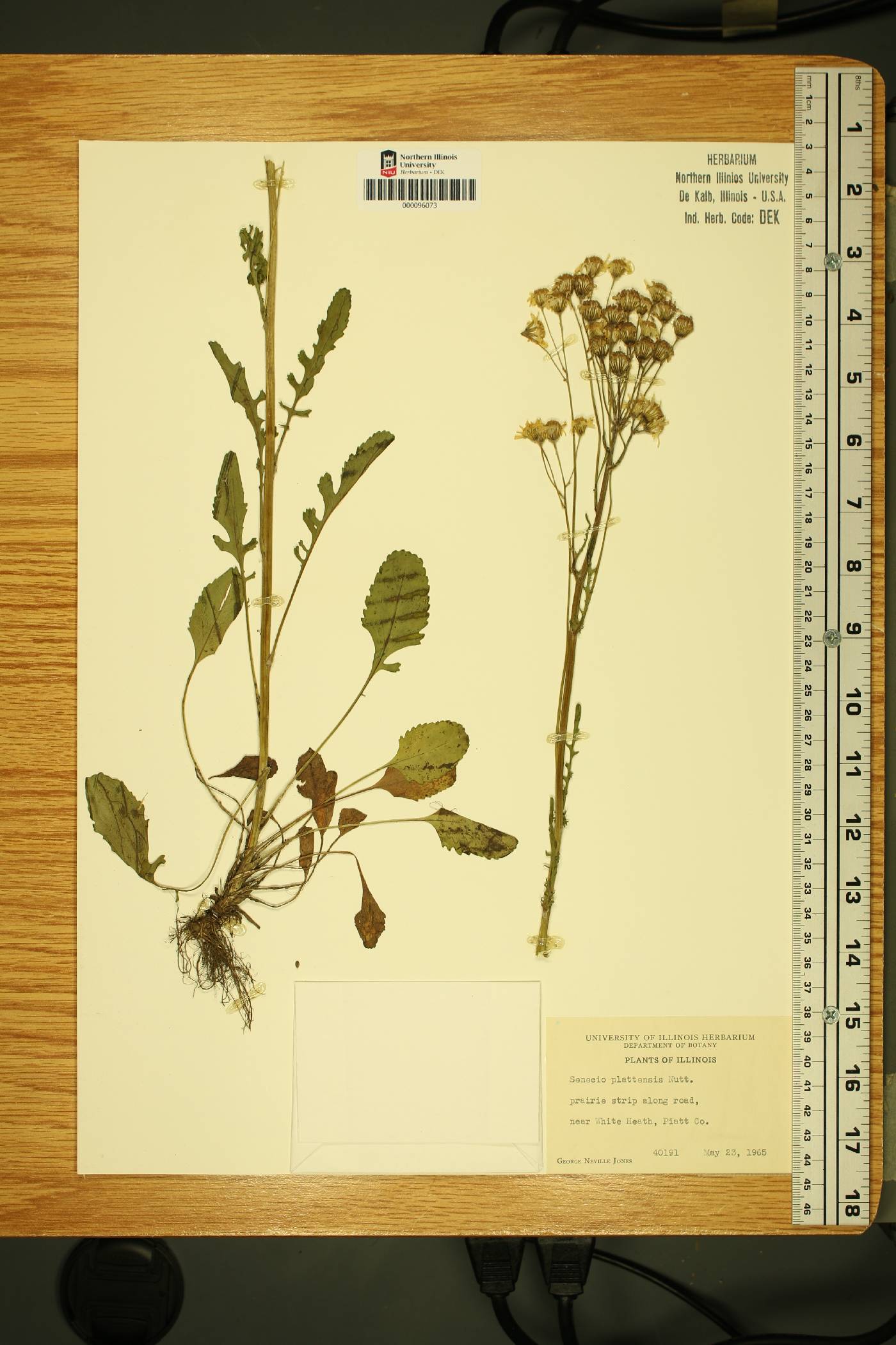 Packera plattensis image