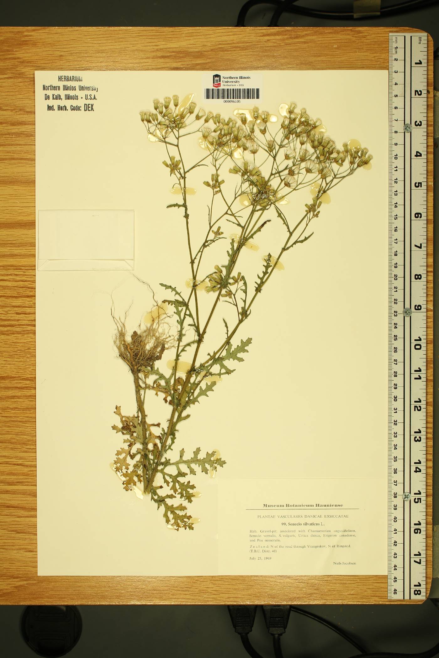 Senecio sylvaticus image