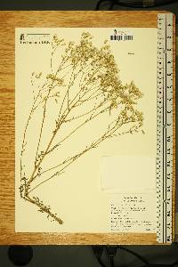 Senecio sylvaticus image