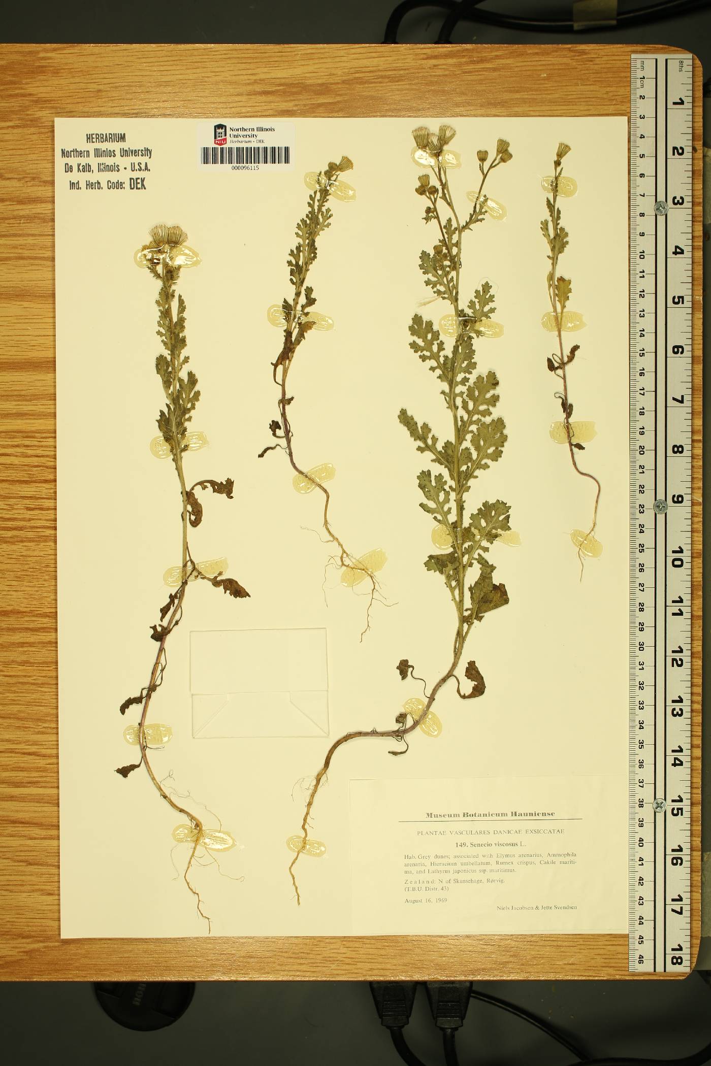 Senecio viscosus image