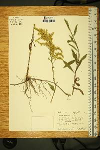 Solidago missouriensis var. fasciculata image