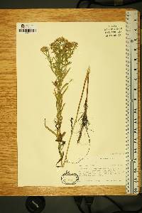 Solidago graminifolia image