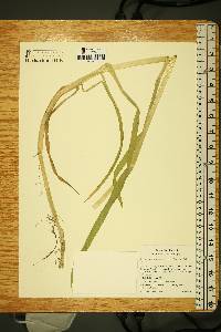 Glyceria occidentalis image