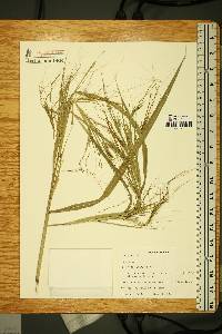 Heteropogon melanocarpus image