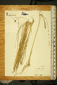 Diplachne fusca subsp. uninervia image