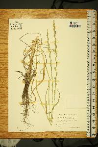 Lolium perenne subsp. multiflorum image