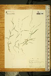 Muhlenbergia schreberi image