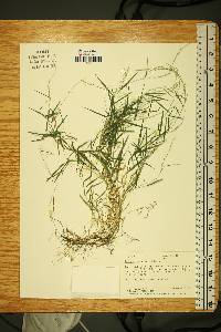 Muhlenbergia schreberi image