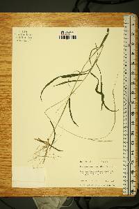 Muhlenbergia tenuiflora image