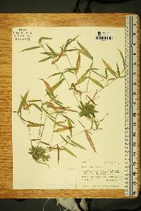 Dichanthelium acuminatum subsp. implicatum image