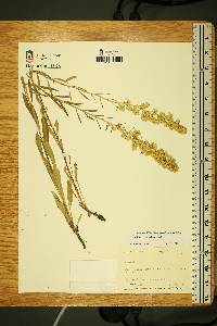 Solidago speciosa image