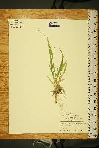 Panicum xalapense image