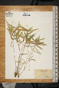 Panicum ashei image