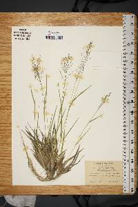 Panicum bicknellii image