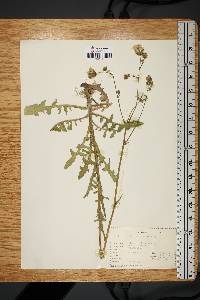 Sonchus oleraceus image