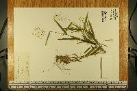 Panicum commutatum image